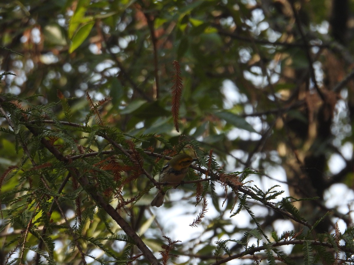 Black-throated Green Warbler - ML646259519