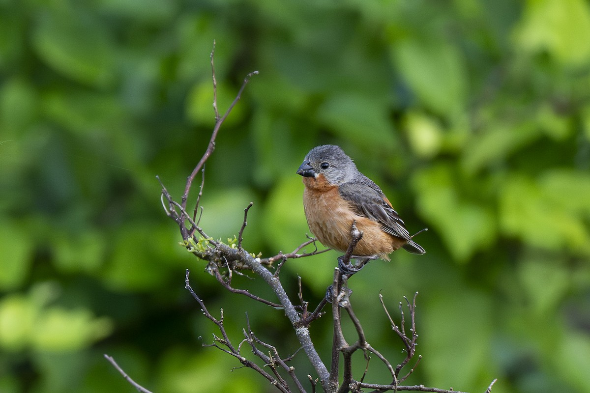Ruddy-breasted Seedeater - ML646259524
