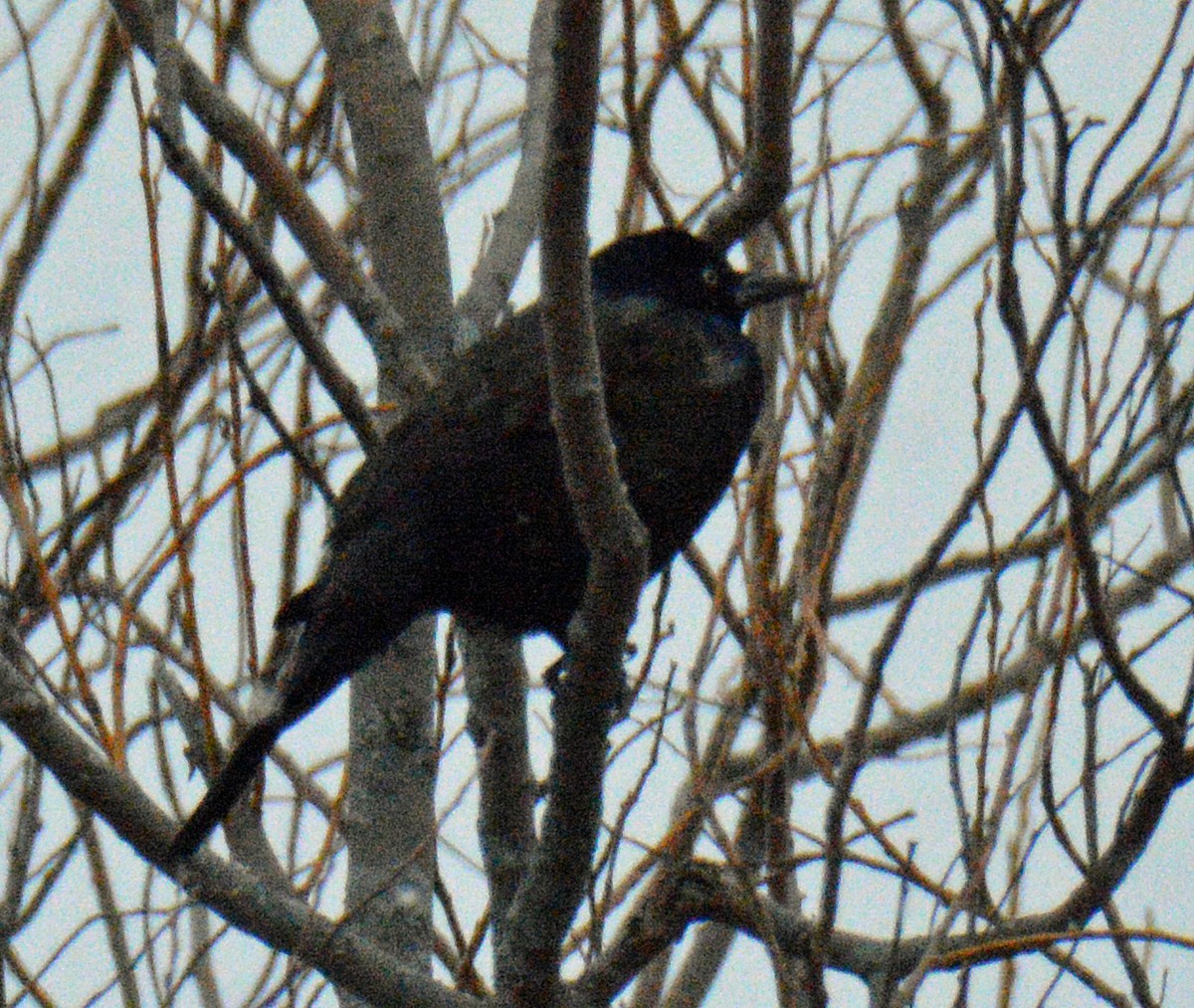 glanstrupial (versicolor) - ML646259525