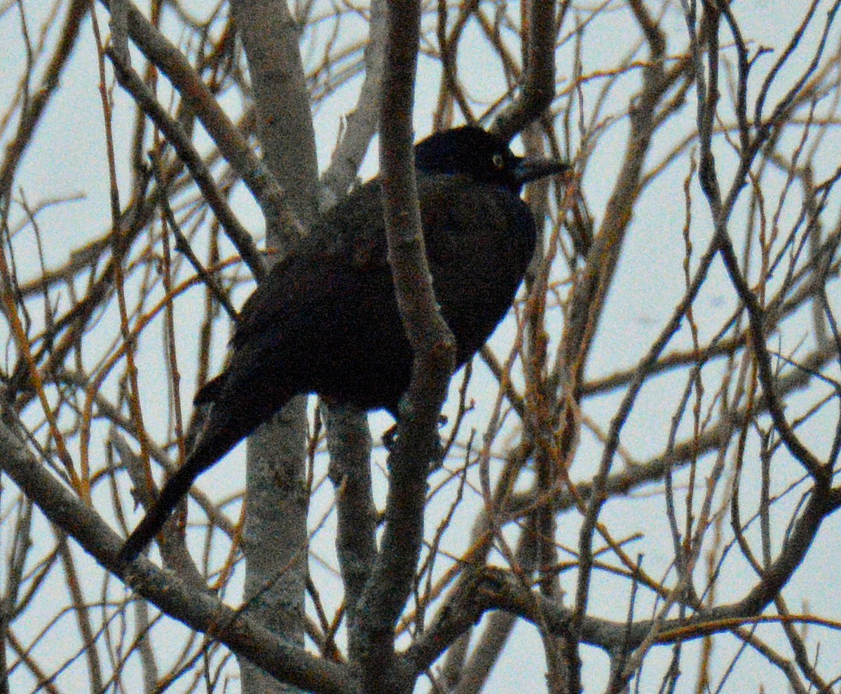 glanstrupial (versicolor) - ML646259526