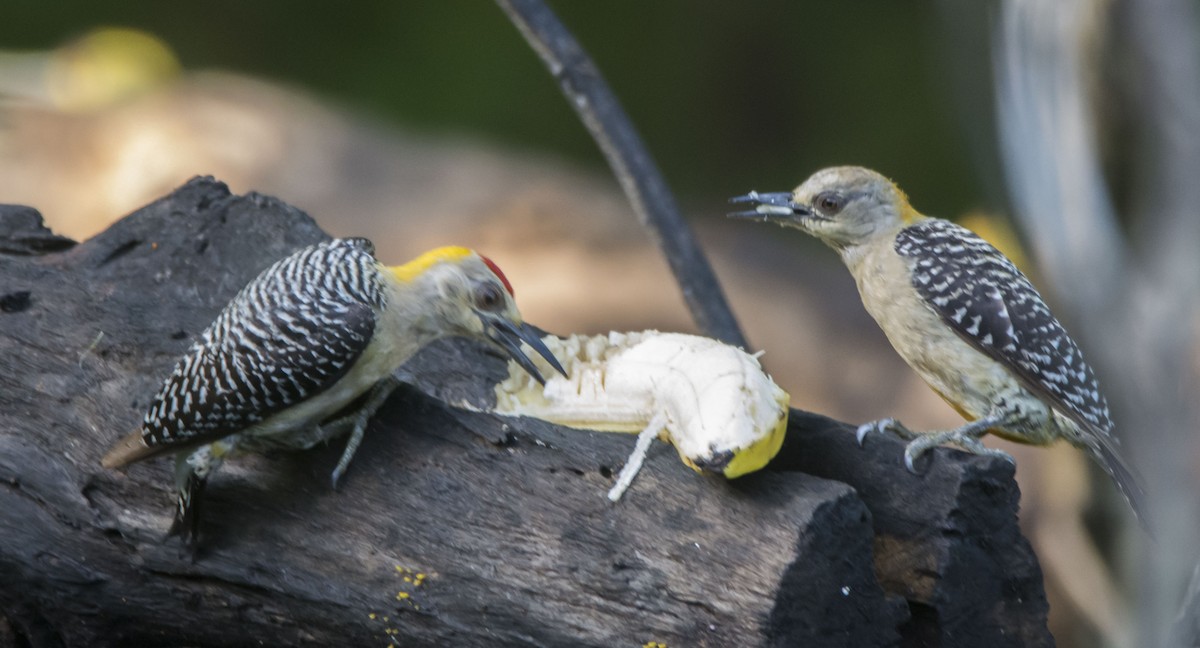 Hoffmann's Woodpecker - ML646259528