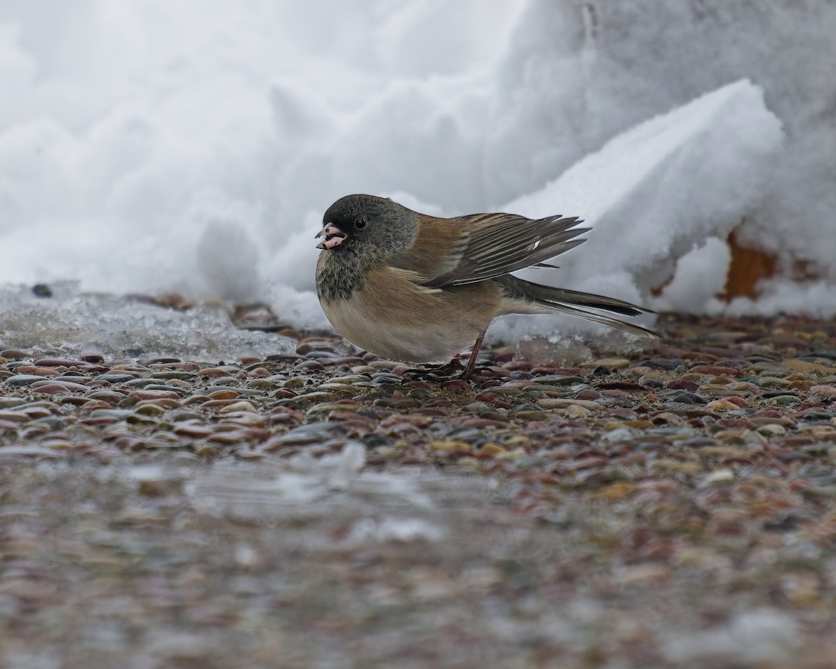 Dark-eyed Junco - ML646259531