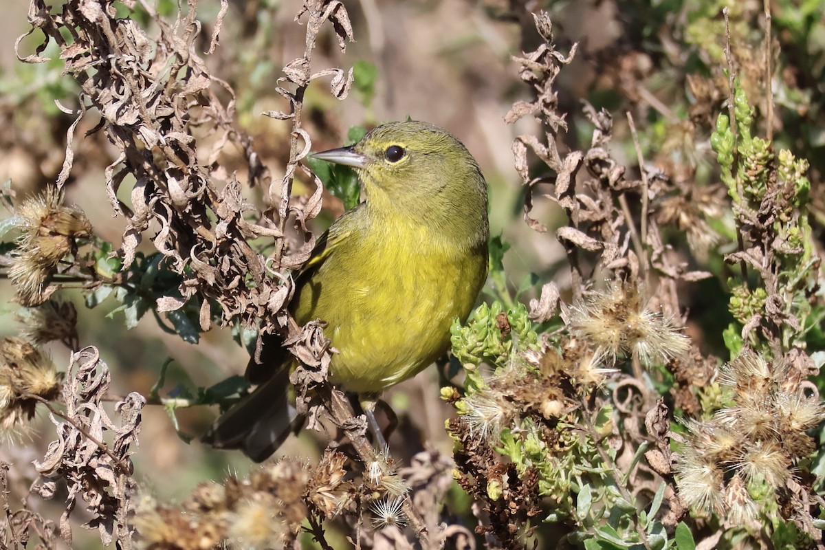 Orange-crowned Warbler - ML646259534