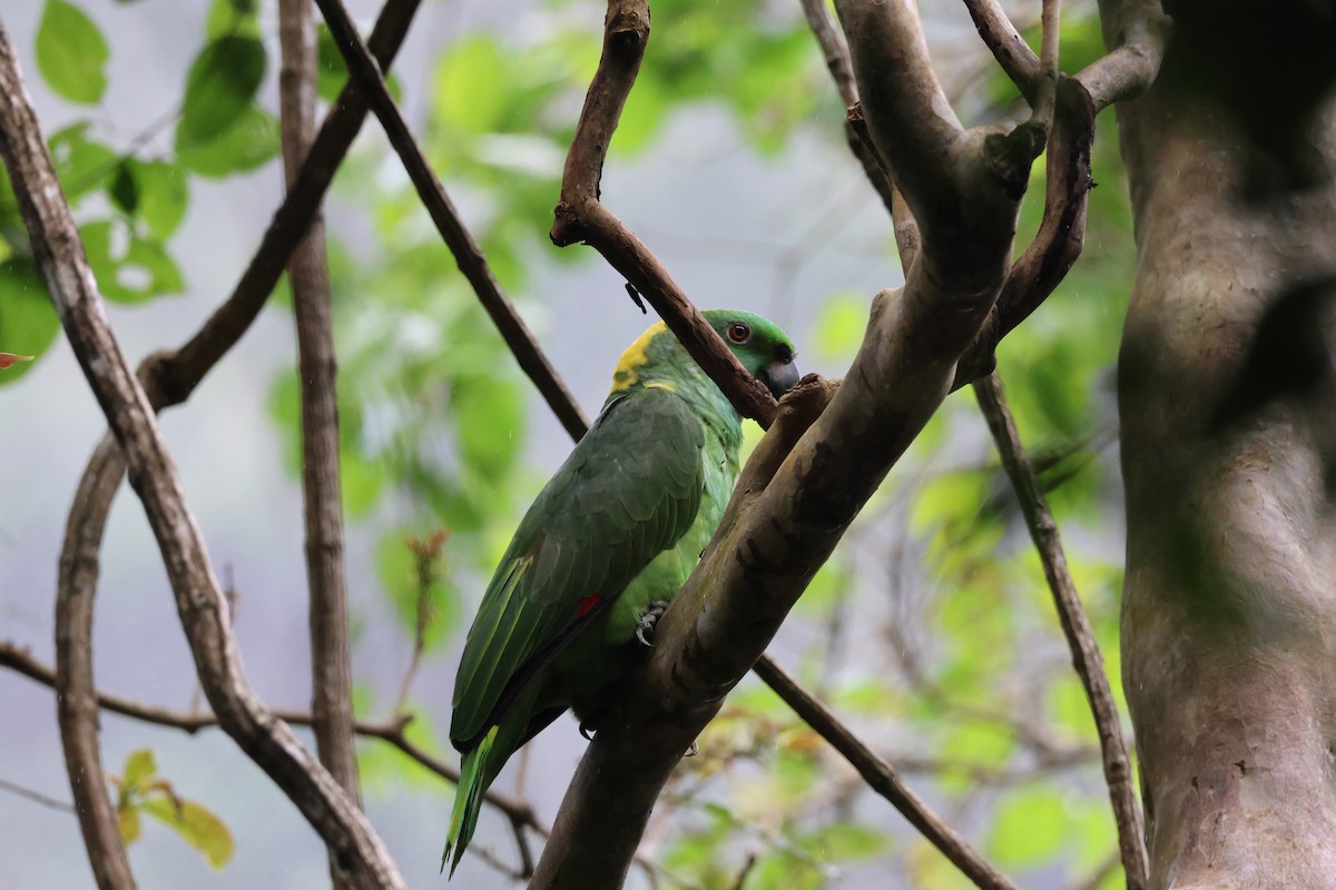 Yellow-naped Amazon - ML646259536