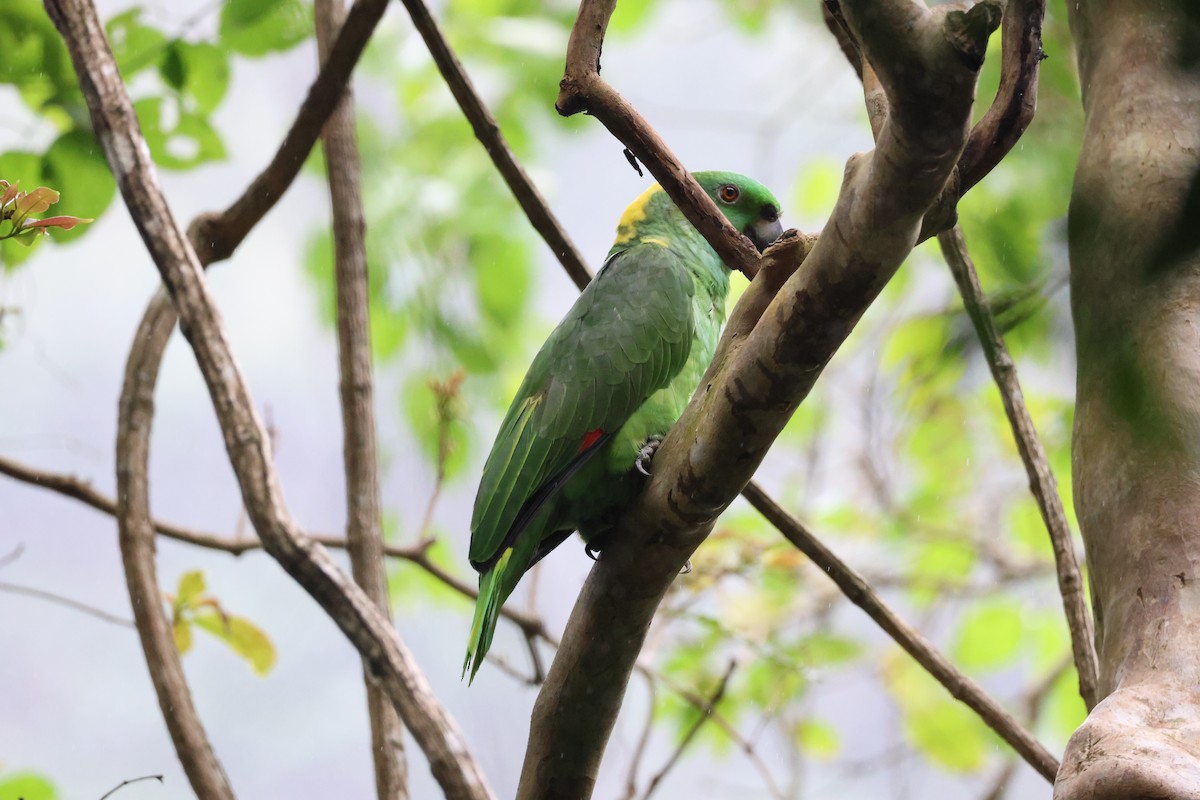 Yellow-naped Amazon - ML646259537