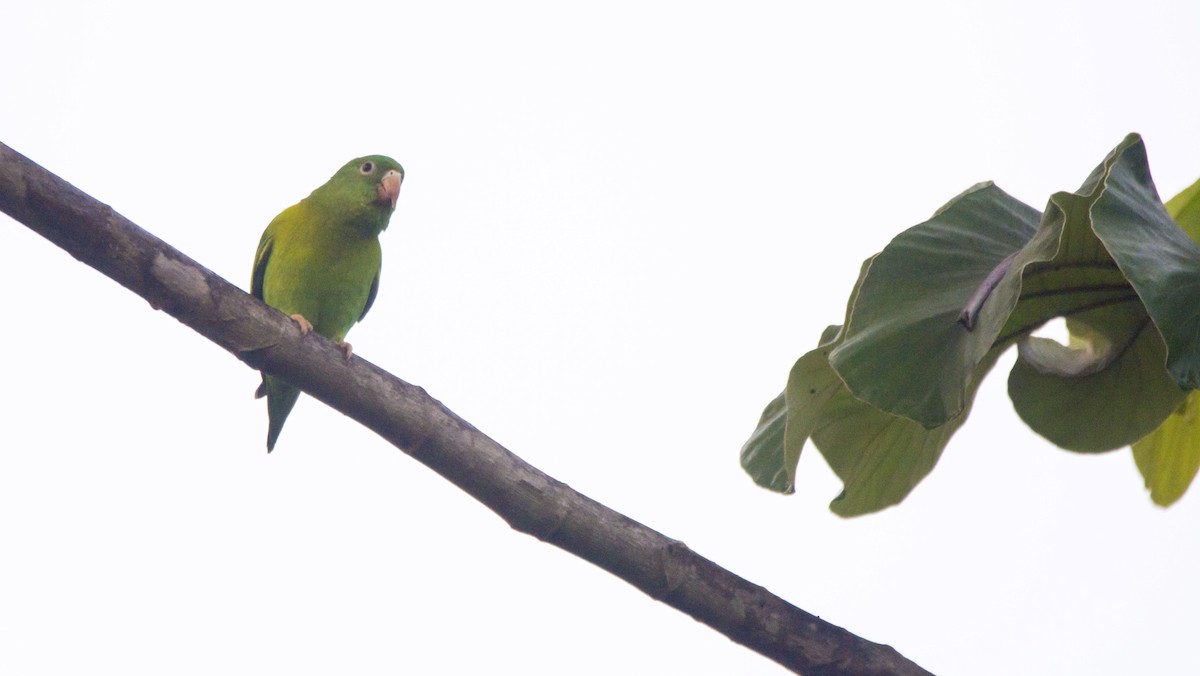 Orange-chinned Parakeet - ML646259539