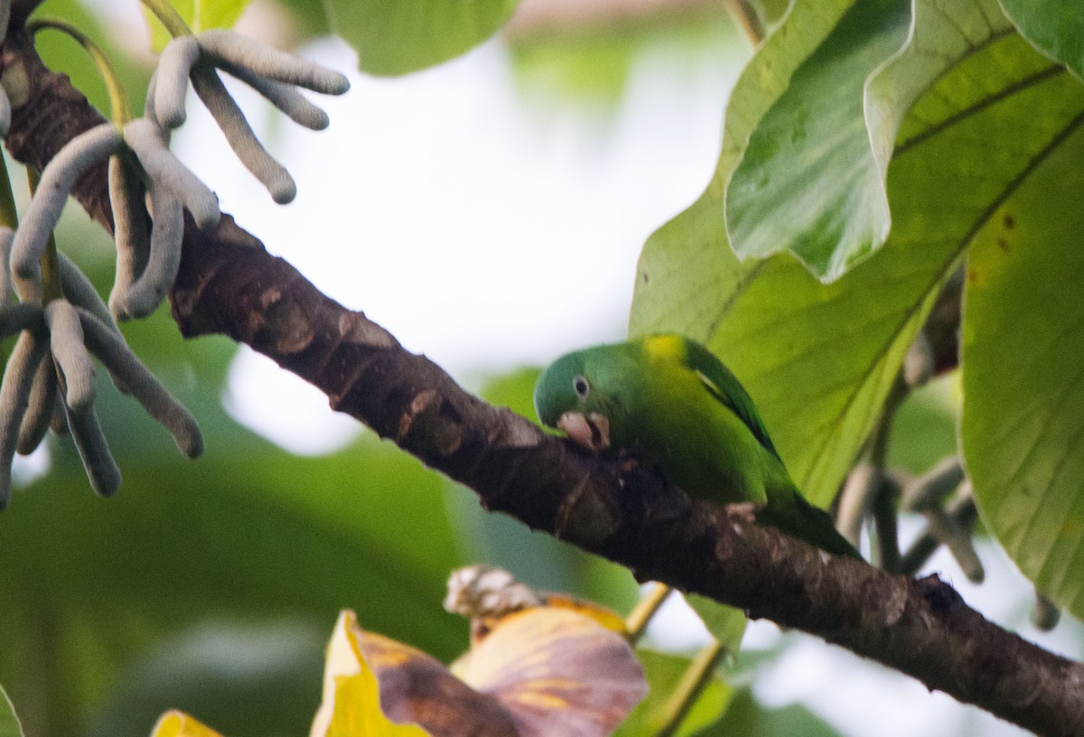 Orange-chinned Parakeet - ML646259540