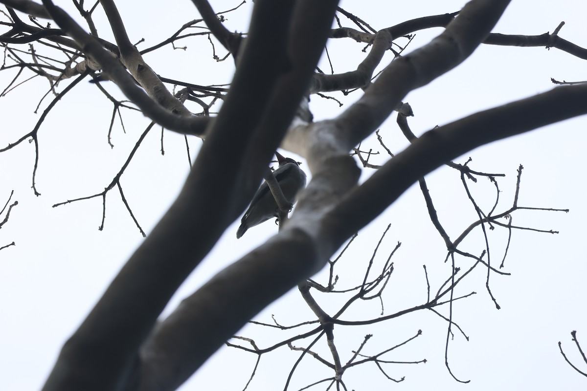 Masked Tityra - ML646259542