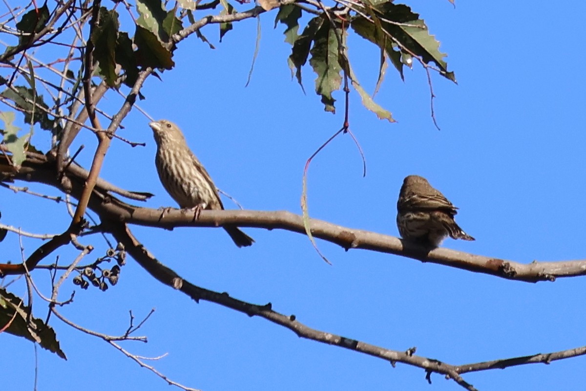 House Finch - ML646259549
