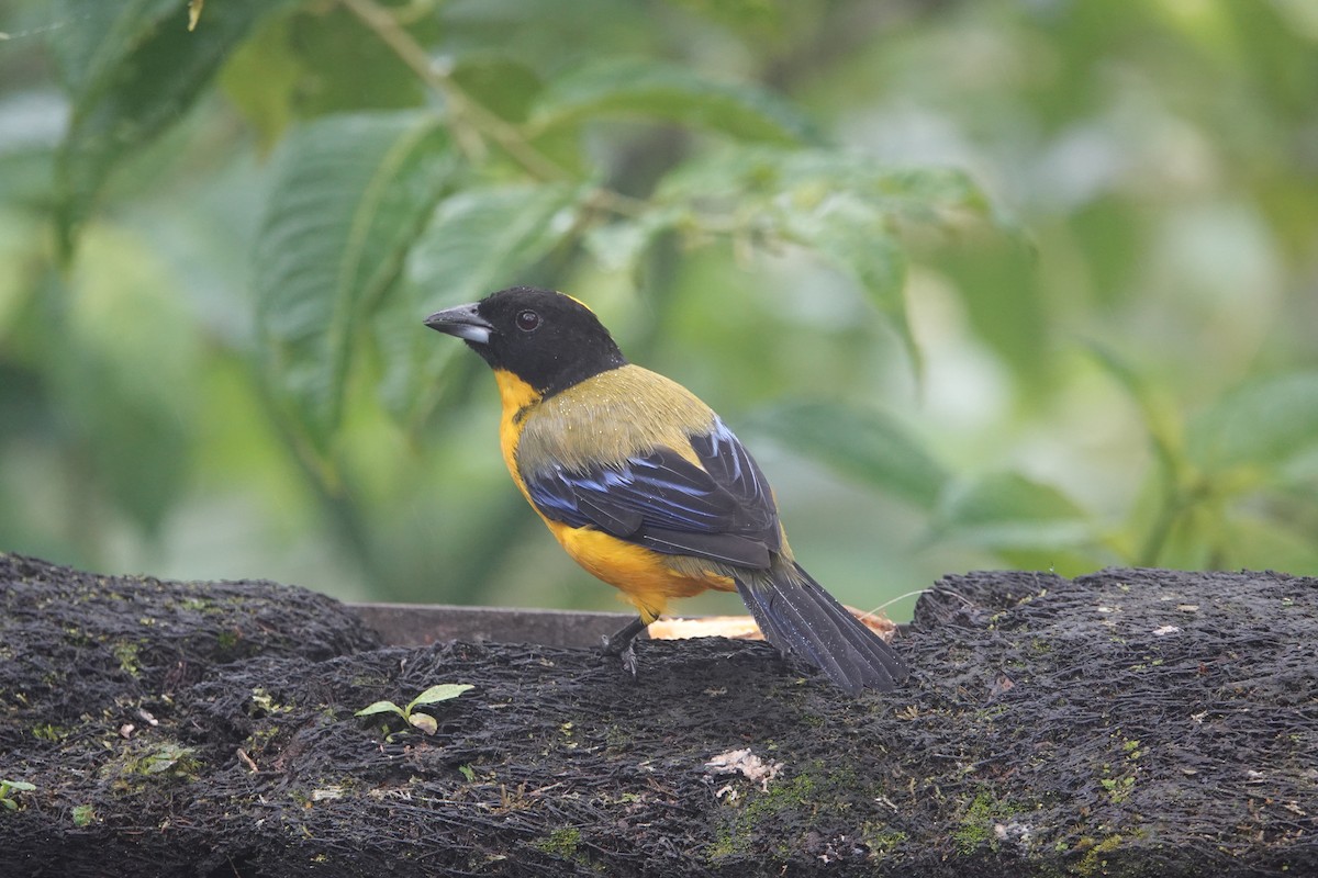 クロアゴヤマフウキンチョウ - ML646259550