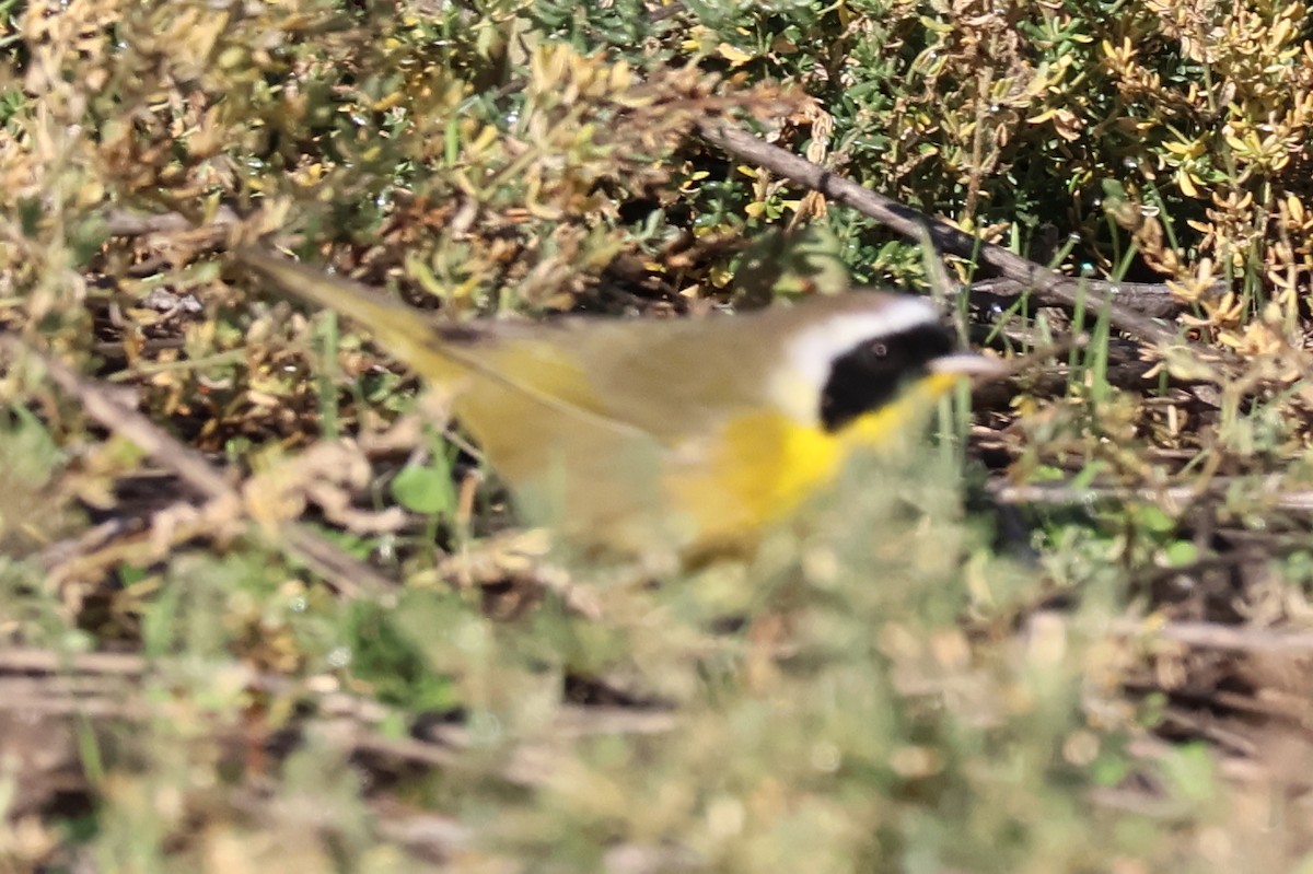 Common Yellowthroat - ML646259554