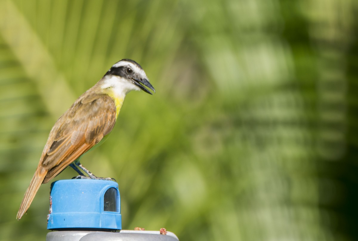 Great Kiskadee - ML646259555