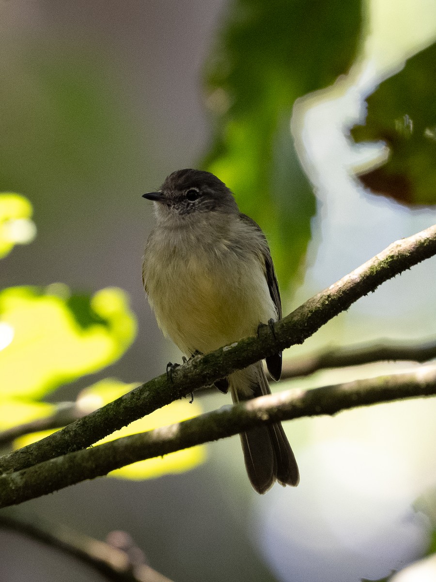 Желтобрюхая эления - ML646259558