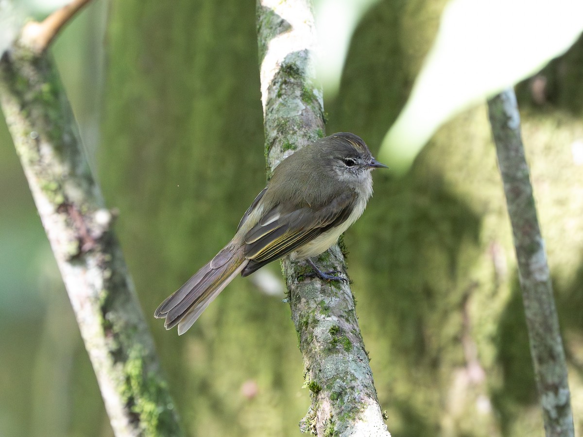 Greenish Elaenia - ML646259559