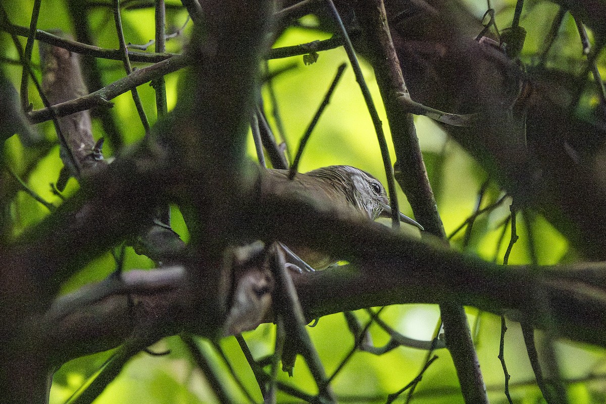 Buff-breasted Wren - ML646259560