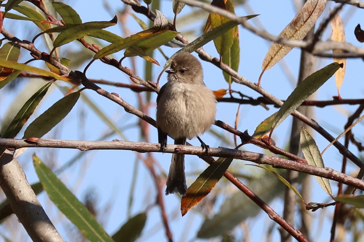 Bushtit - ML646259561