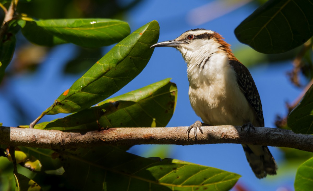 Rufous-backed Wren - ML646259563