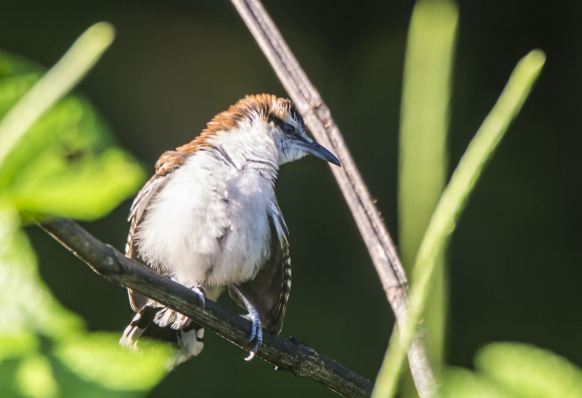 Rufous-backed Wren - ML646259564