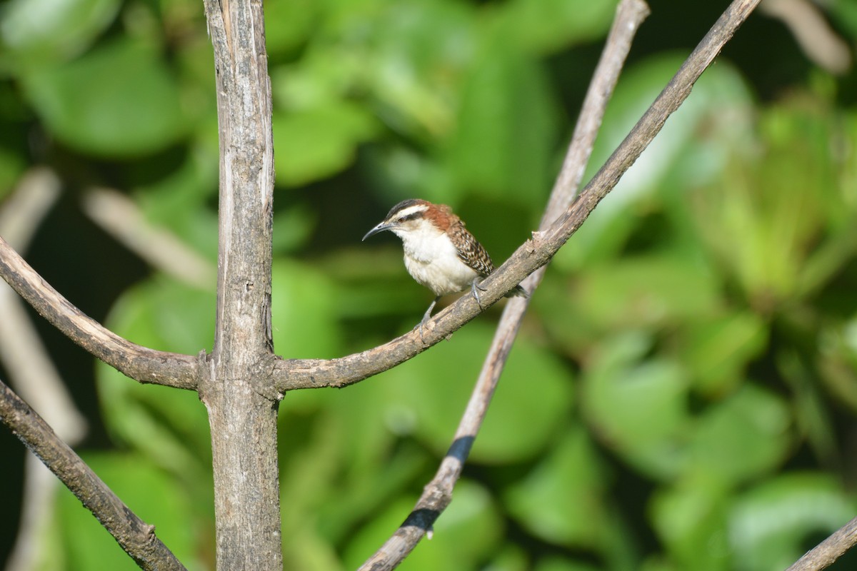 Rufous-backed Wren - ML646259565