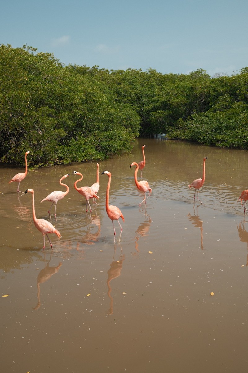 American Flamingo - ML646259568