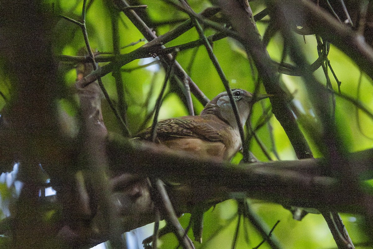 Buff-breasted Wren - ML646259569