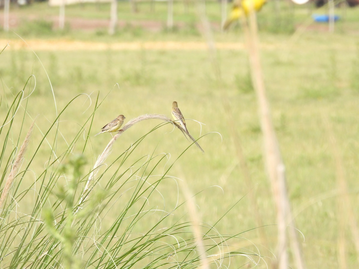 Kurzschnabel-Gilbtangare - ML646259574