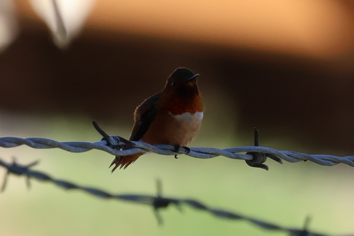 Allen's Hummingbird - ML646259575