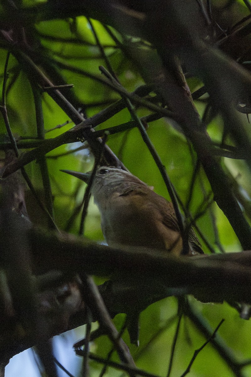 Buff-breasted Wren - ML646259577