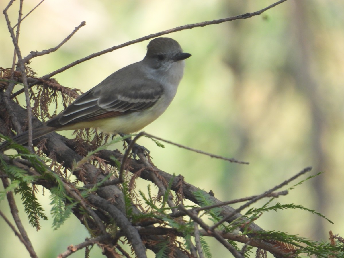 Ash-throated Flycatcher - ML646259578