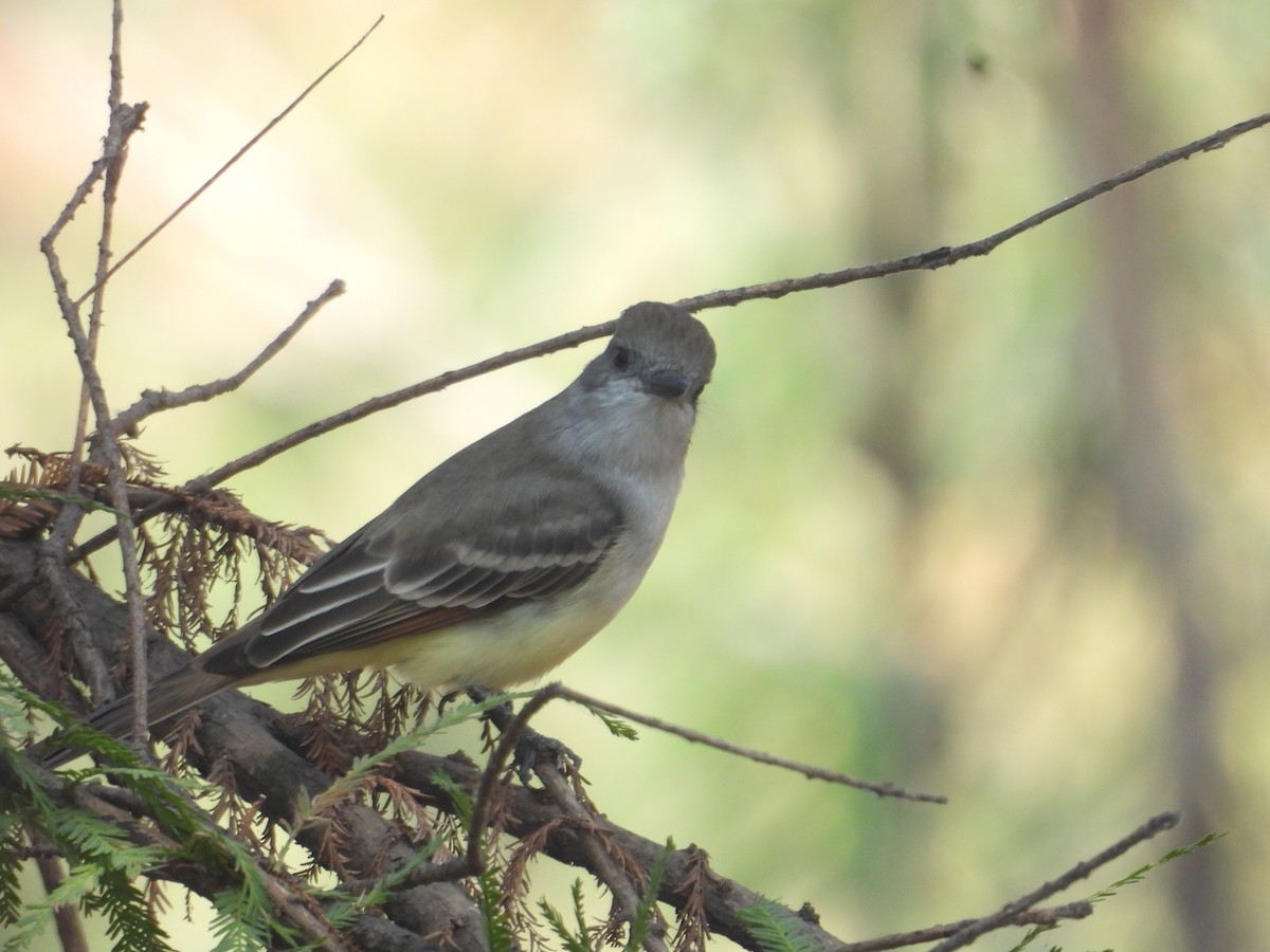 Ash-throated Flycatcher - ML646259579