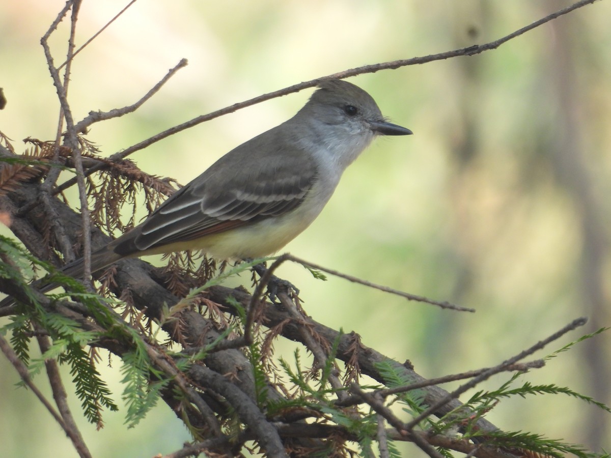 Ash-throated Flycatcher - ML646259580