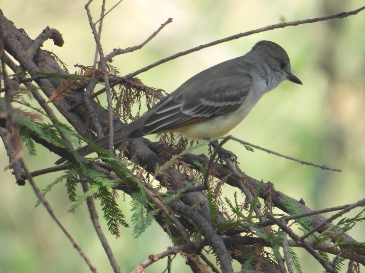 Ash-throated Flycatcher - ML646259581