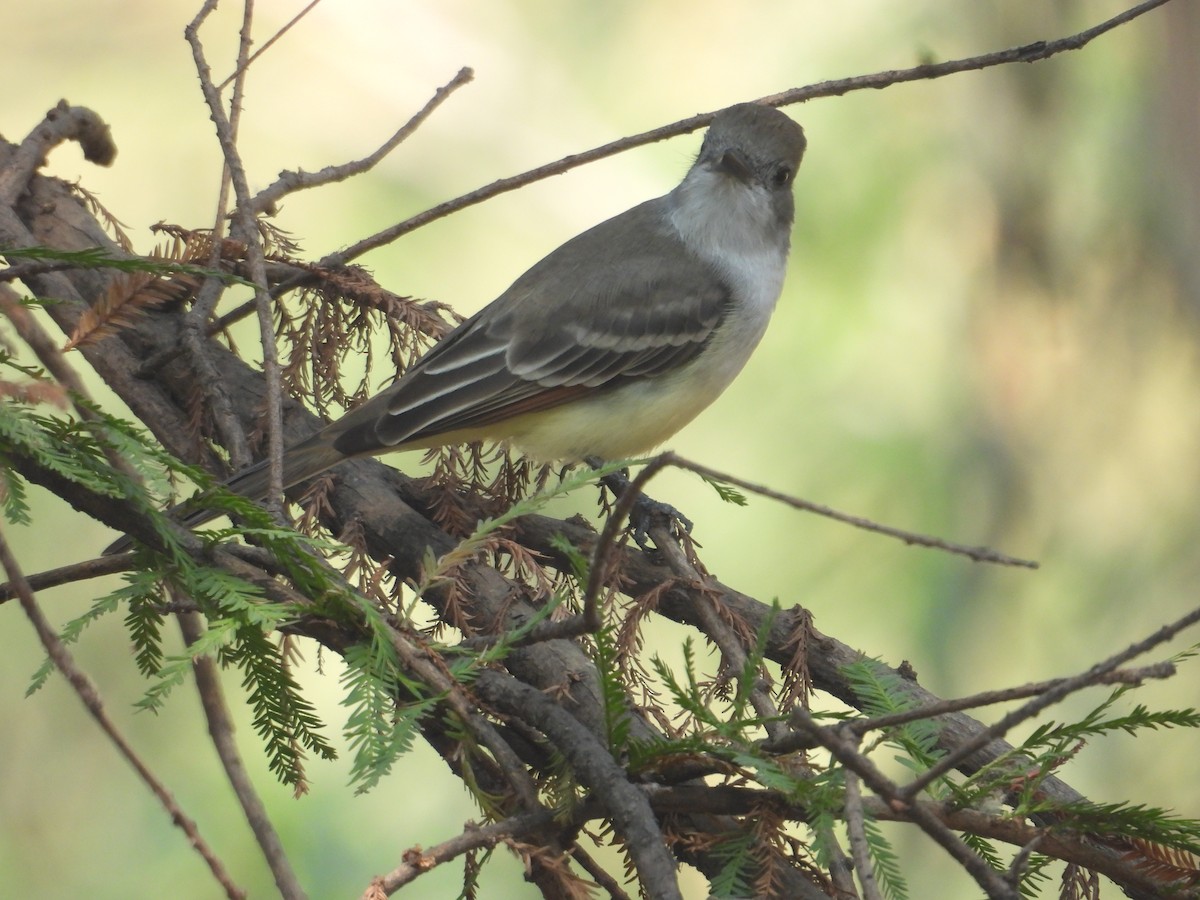 Ash-throated Flycatcher - ML646259582