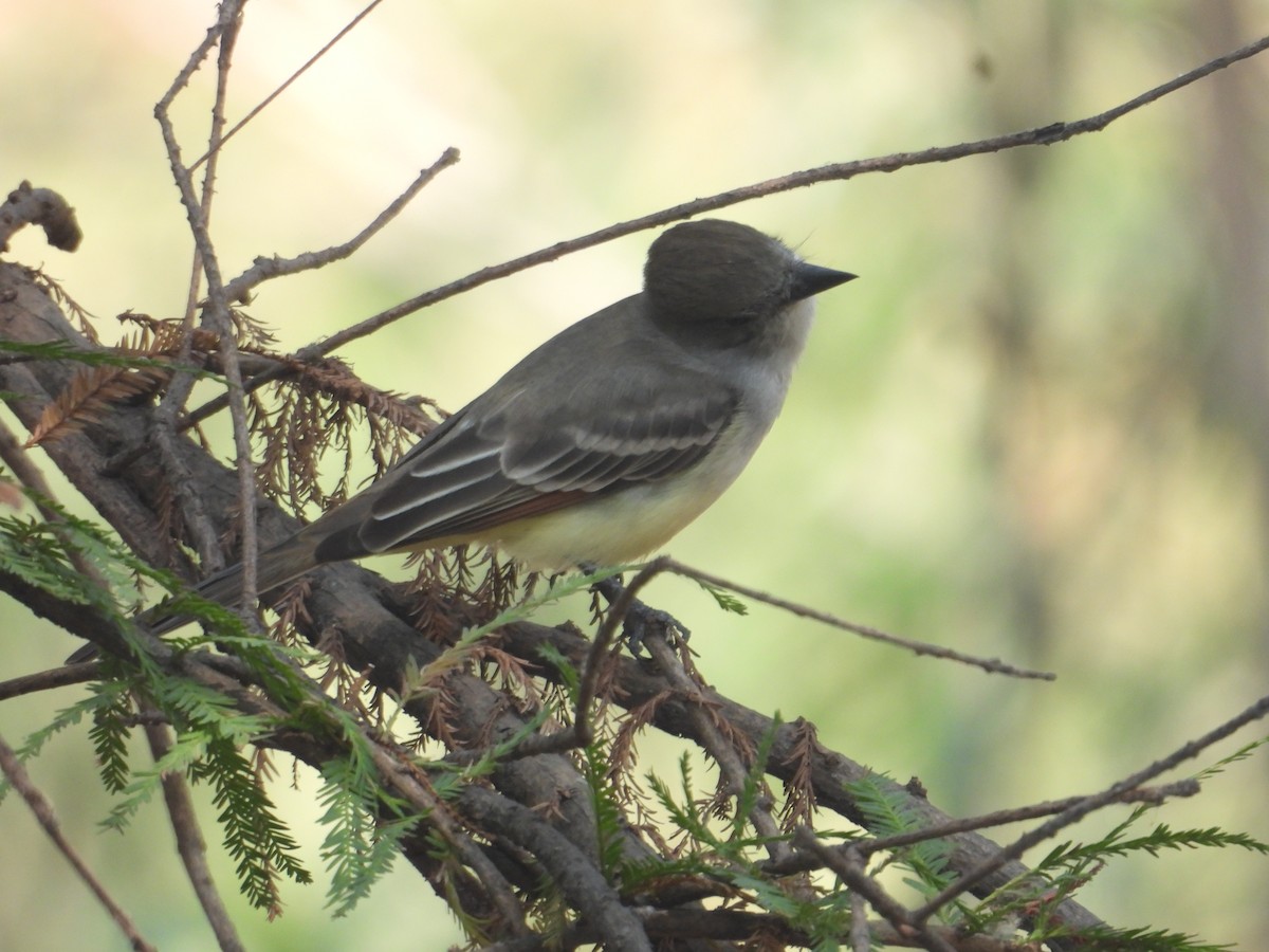 Ash-throated Flycatcher - ML646259583