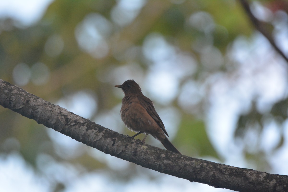 Clay-colored Thrush - ML646259585