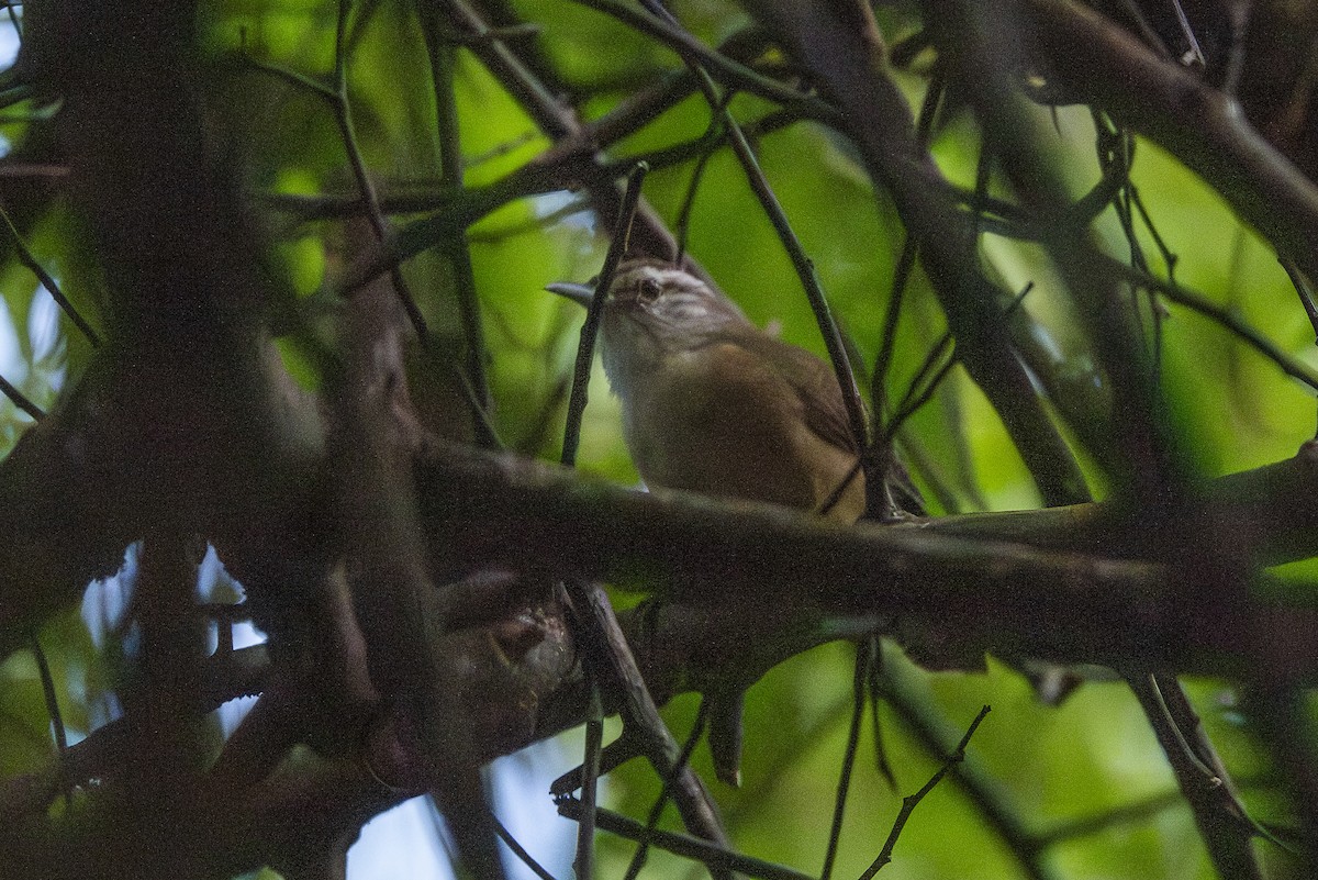 Buff-breasted Wren - ML646259586