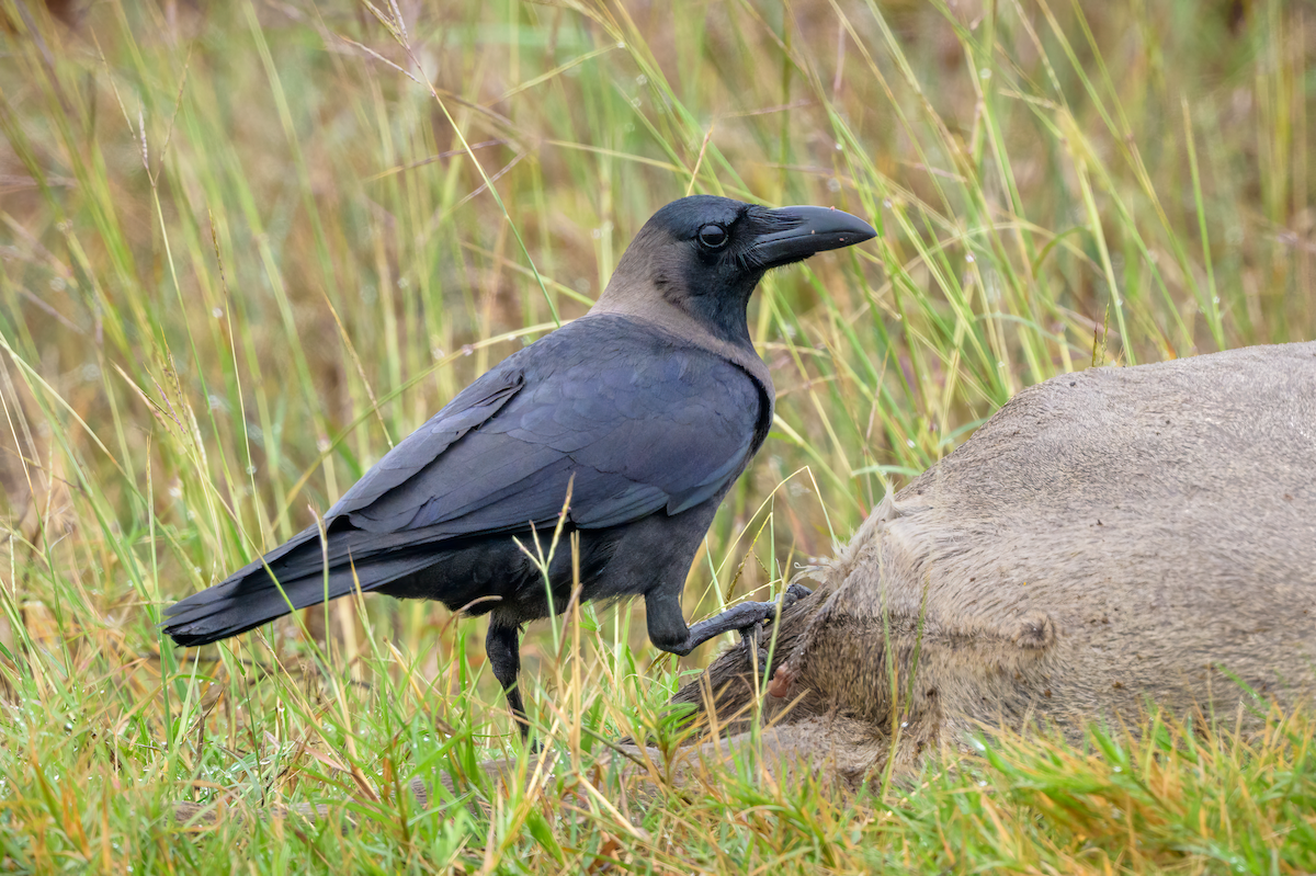 House Crow - ML646259587