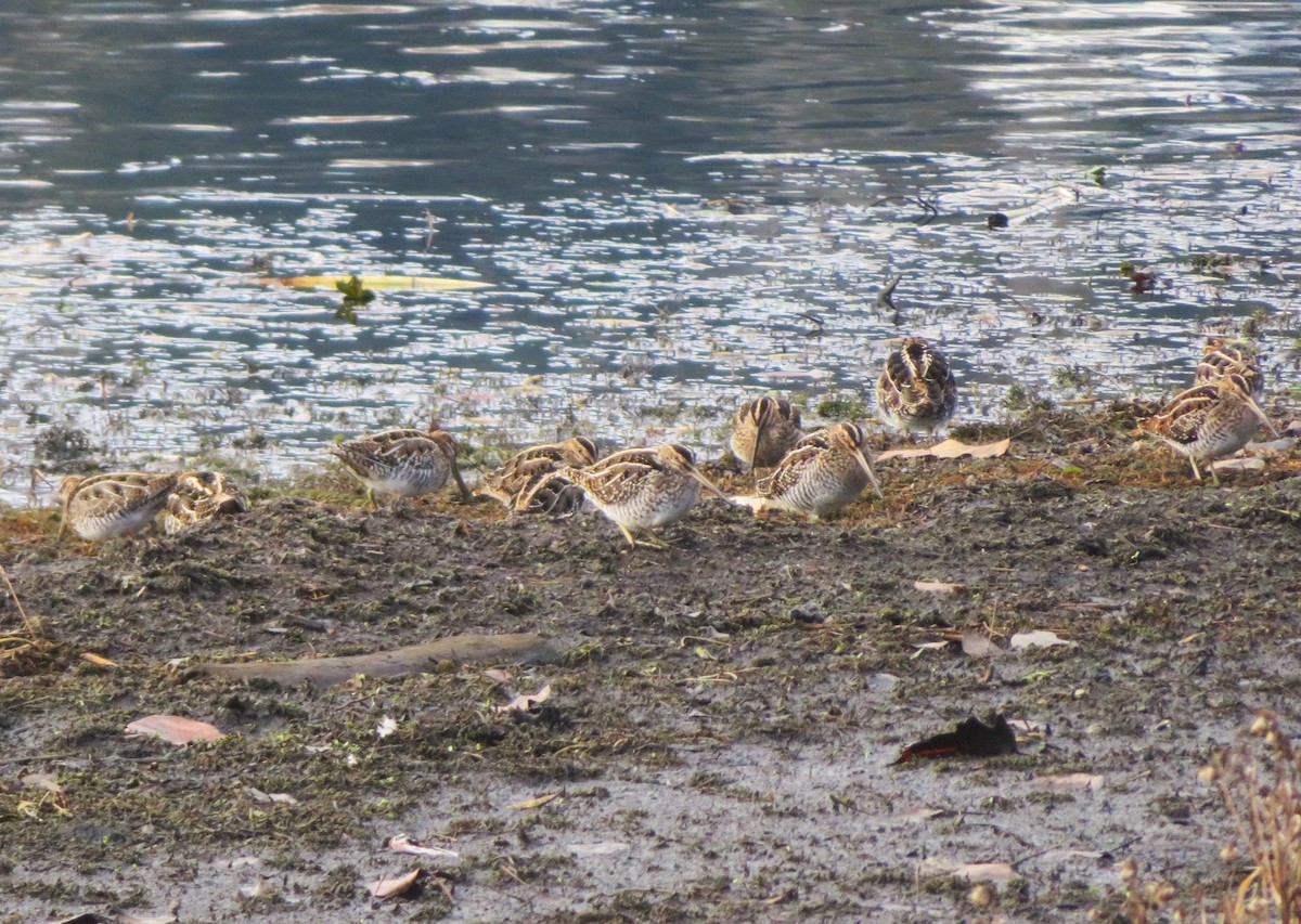 Wilson's Snipe - ML646259590