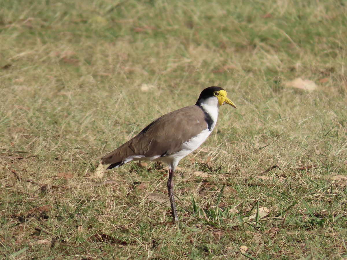 Masked Lapwing (Black-shouldered) - ML646259591