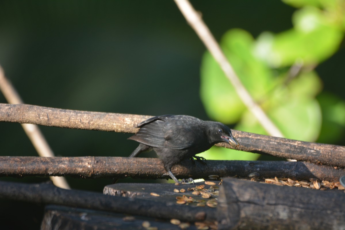 Melodious Blackbird - ML646259593