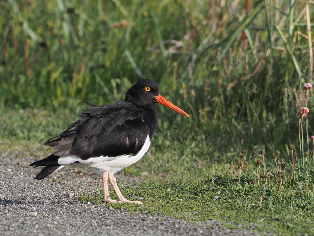 Magellanic Oystercatcher - ML646259596