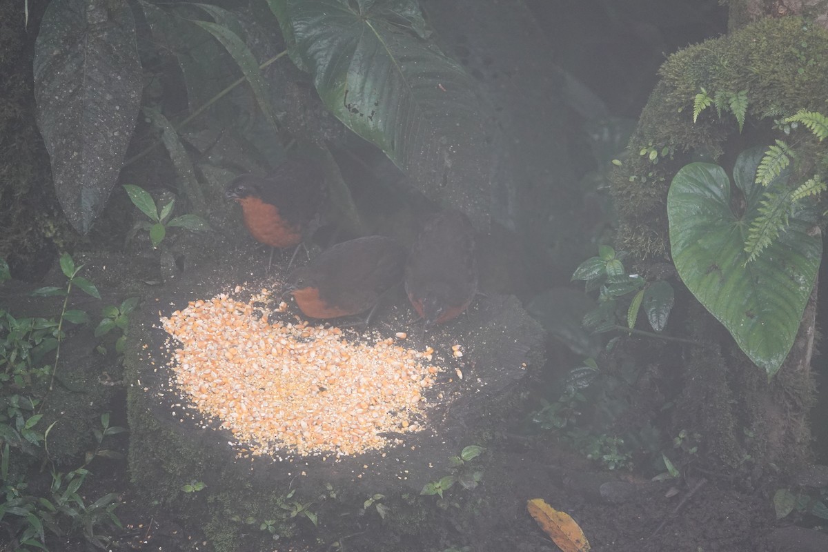 Dark-backed Wood-Quail - ML646259597