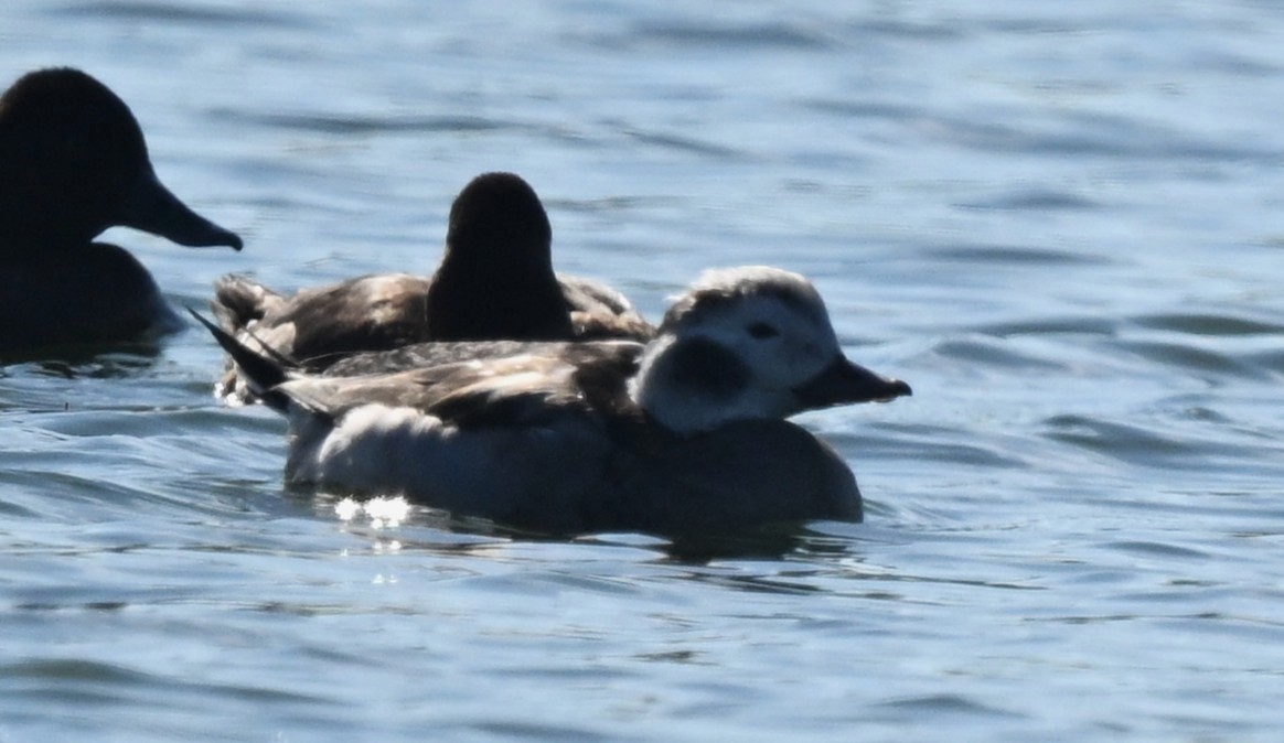 Long-tailed Duck - ML646259598