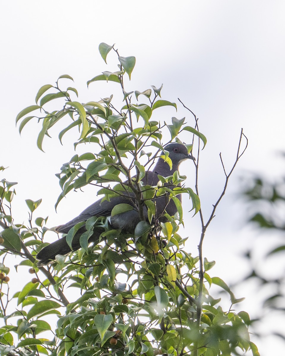 Paloma Colorada - ML646259599