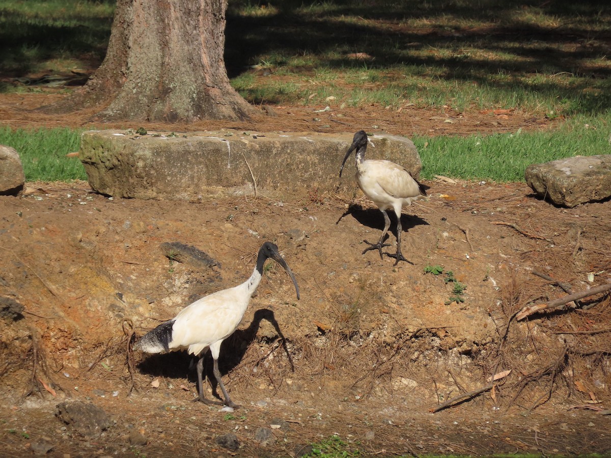 Australian Ibis - ML646259606