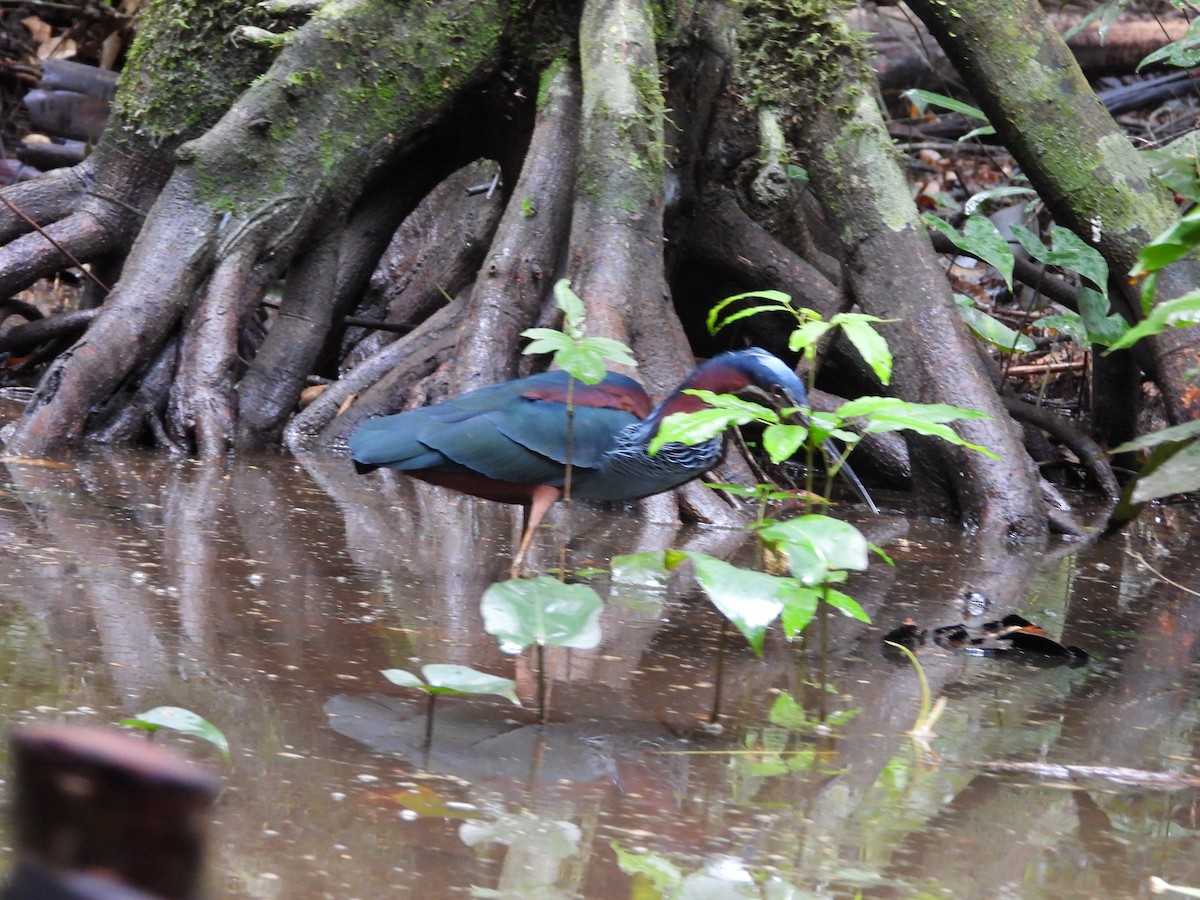 Agami Balıkçılı - ML646259607