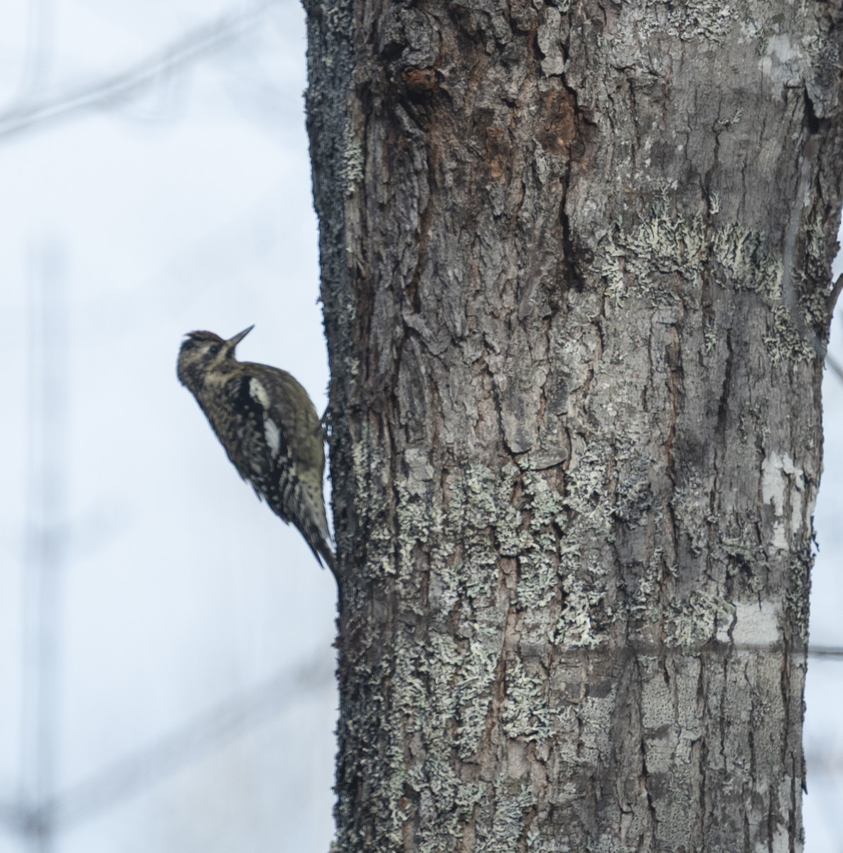 kanadasevjespett - ML646259609