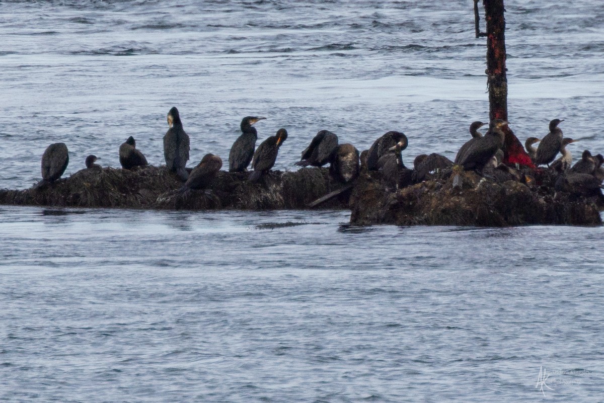 kormorán velký - ML646259610