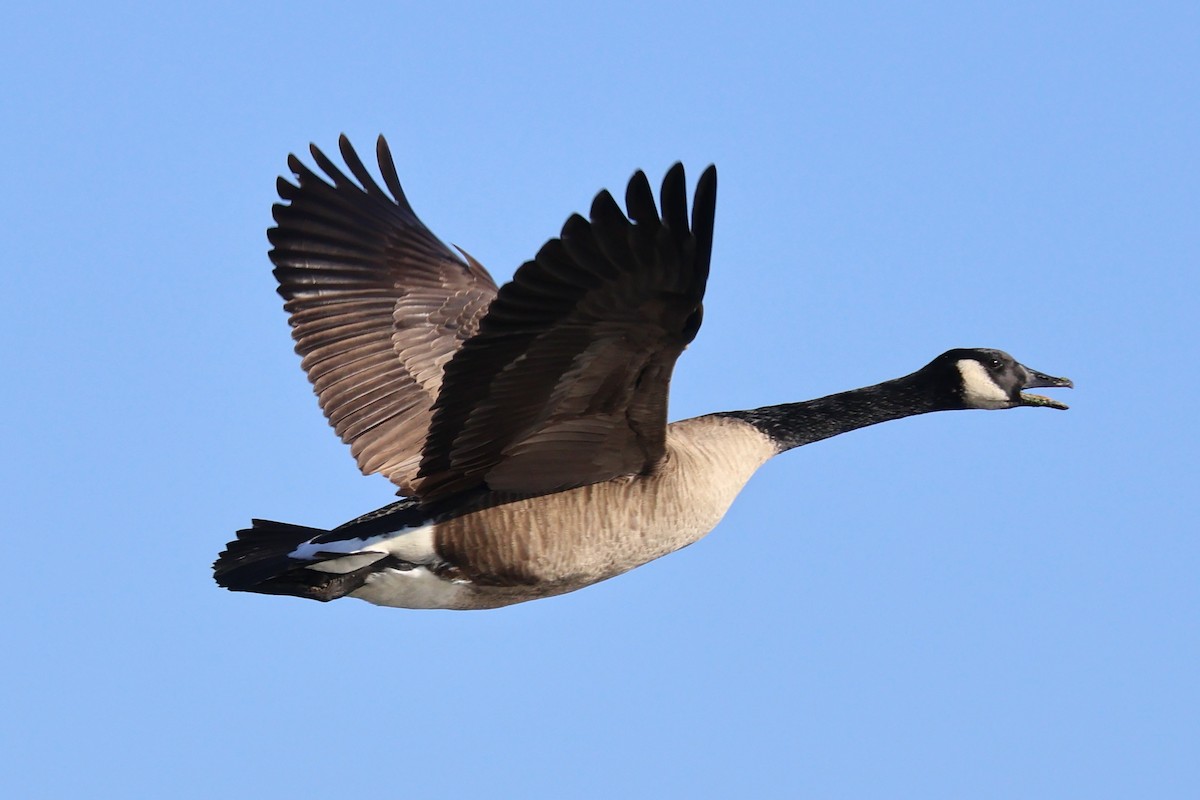 Canada Goose - ML646259611