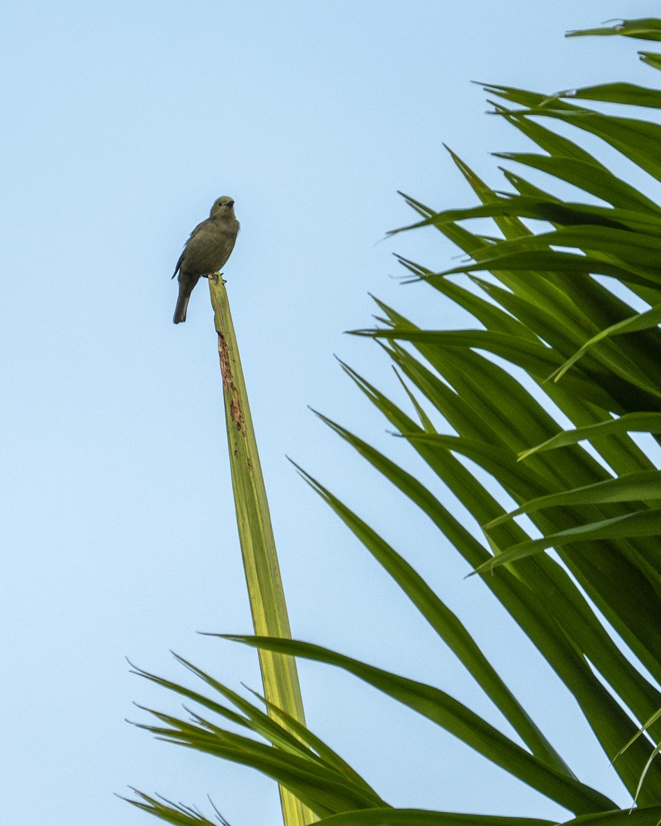 Palm Tanager - ML646259612